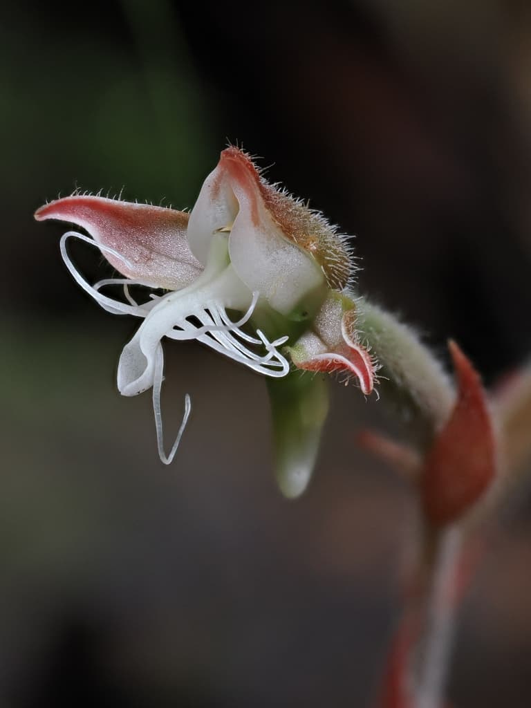 Anoectochilus rhombilabius