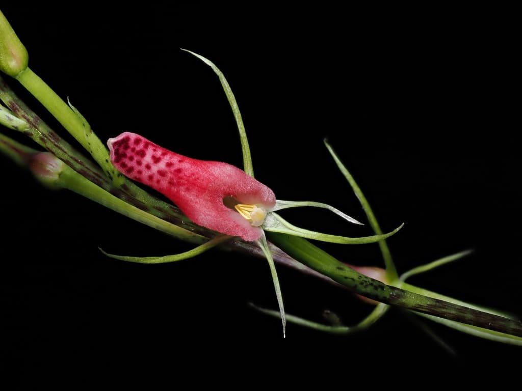 Cryptostylis arachnites