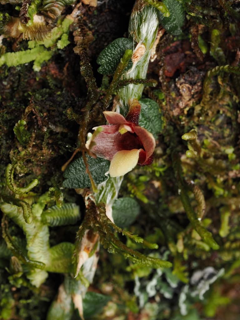 Dendrobium eruciforme