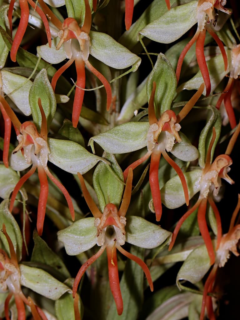 Habenaria trichaete