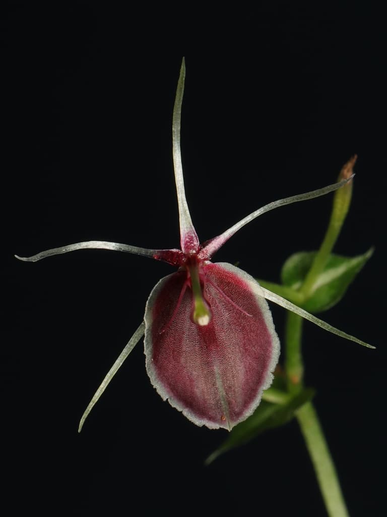 Stigmatodactylus antennatus